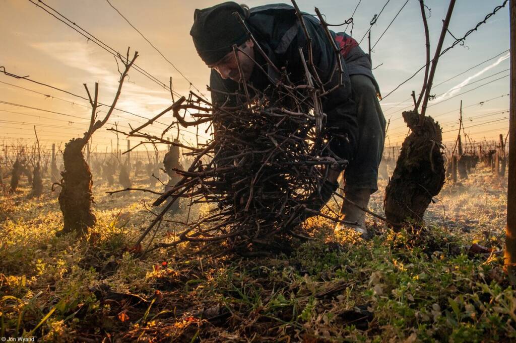 5 Jon Wyand Gathering prunings on Corton Hill