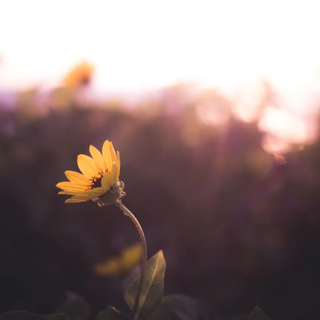 Bokeh: Bir Fotoğrafçının Kılavuzu