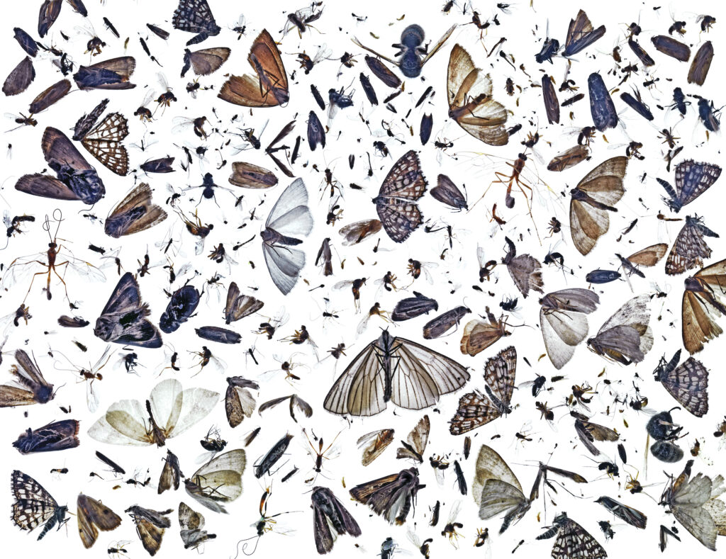 The BigPicture Natural World Photography Competition 2022 11 11 BP Art Winner PalHermansen