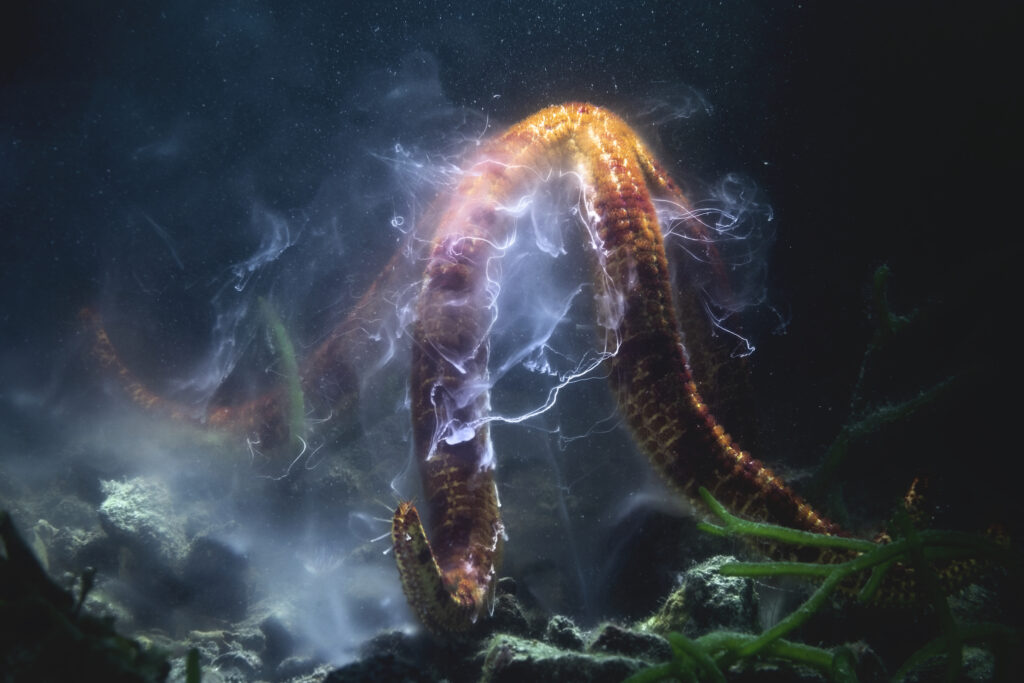 The BigPicture Natural World Photography Competition 2022 12 12 BP Aquatic Finalist TonyWu