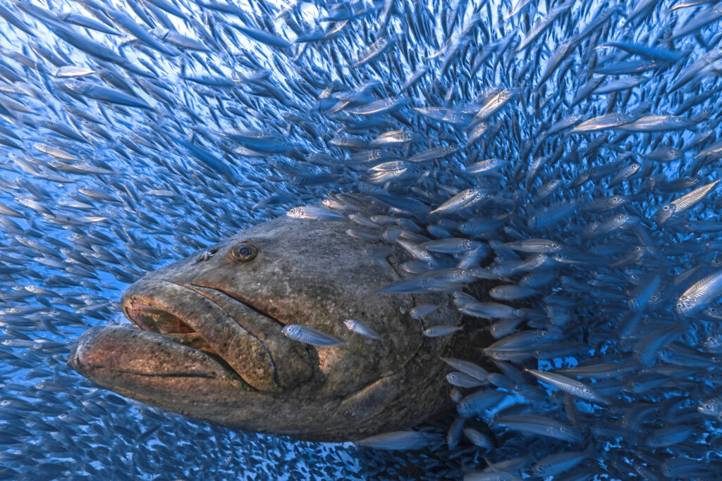 The BigPicture Natural World Photography Competition 2022 4 1 BP Aquatic Finalist TomShlesinger Grouper