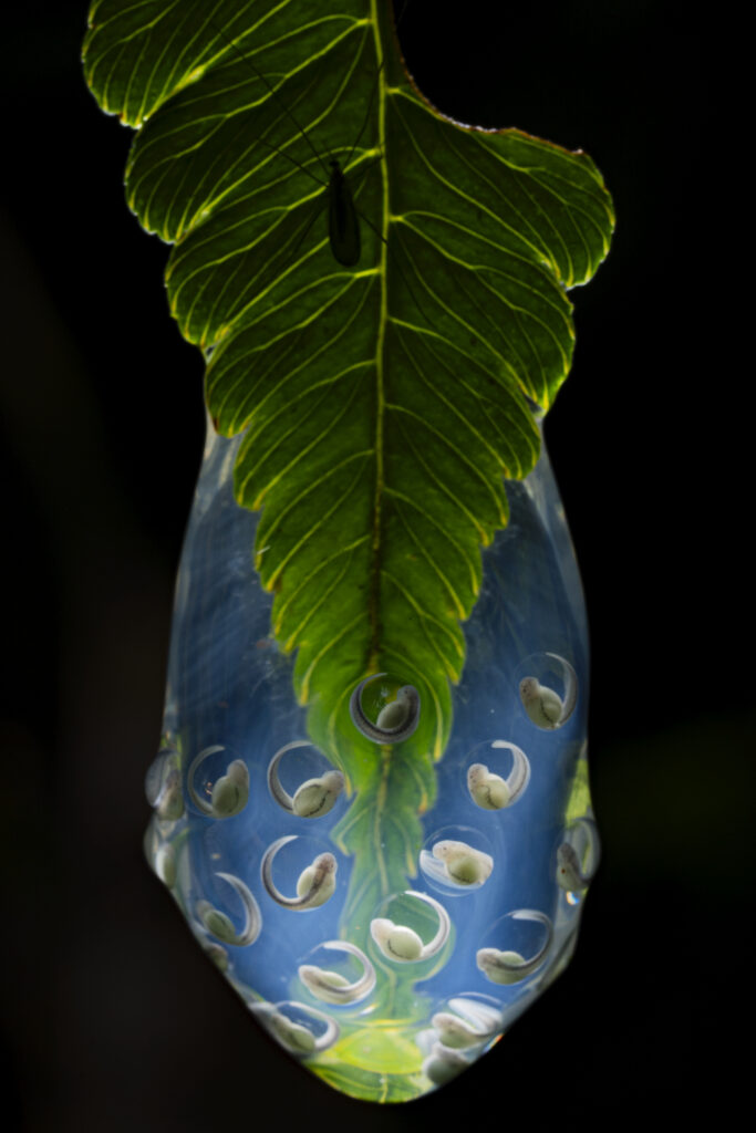 The BigPicture Natural World Photography Competition 2022 6 4 BP Terrestrial Finalist JaimeCulebras 1