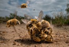 The BigPicture Natural World Photography Competition 2022 4 Büyük Ödül Sahibi | Karine Aigner
