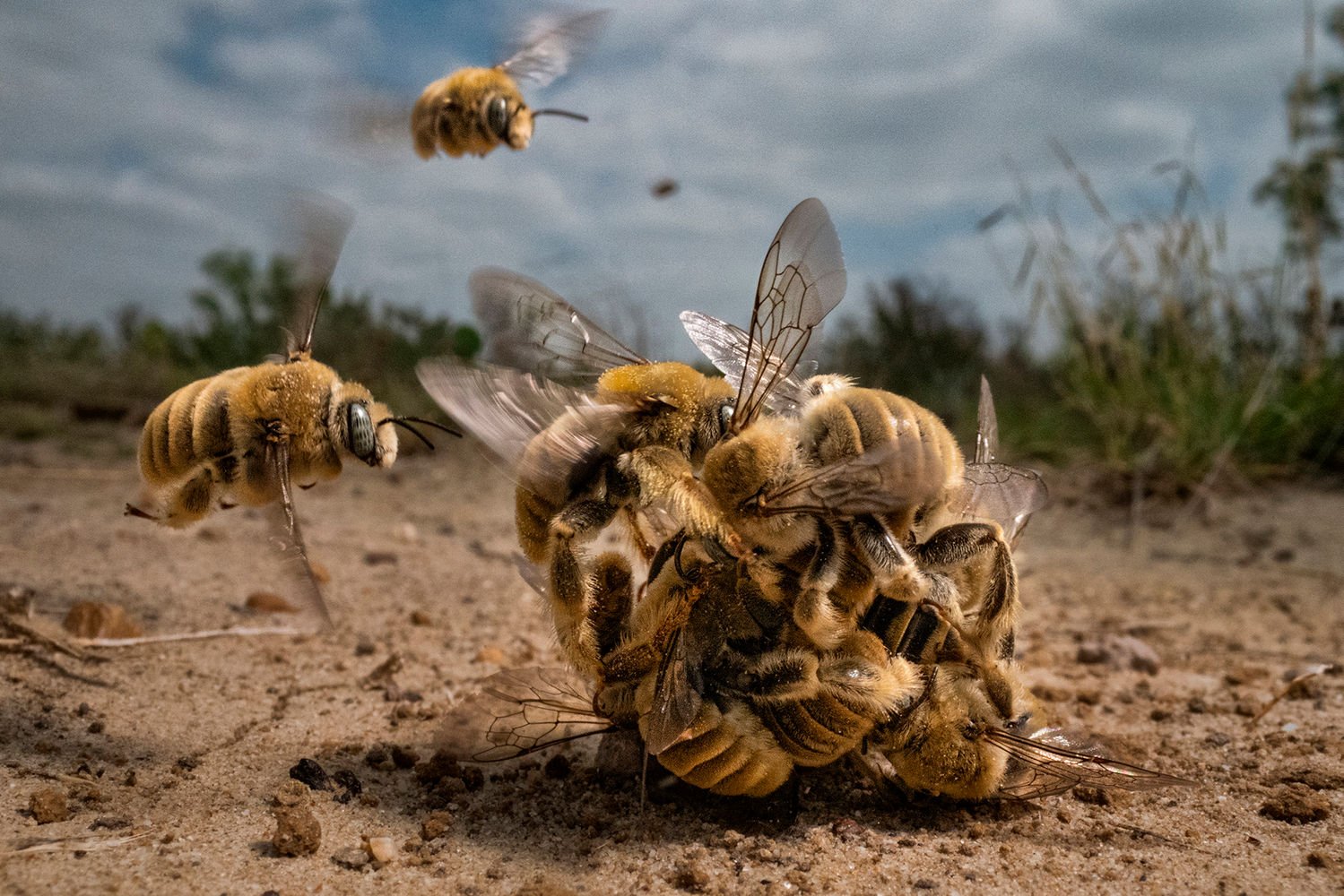 The BigPicture Natural World Photography Competition 2022 1 Büyük Ödül Sahibi | Karine Aigner