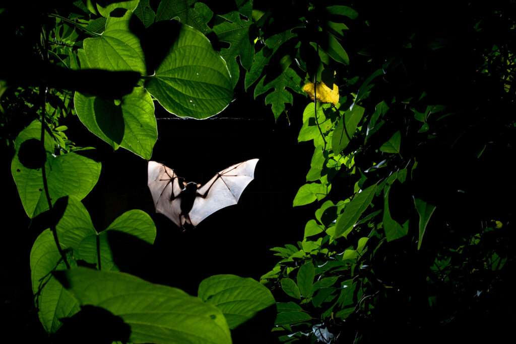 The BigPicture Natural World Photography Competition 2022 7 6 BP Winged Winner SitaramMay