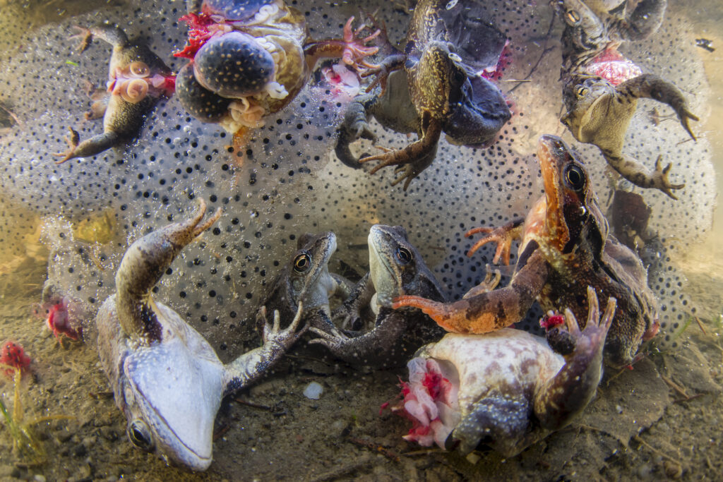 The BigPicture Natural World Photography Competition 2022 9 8 BP Human Winner BenceMate