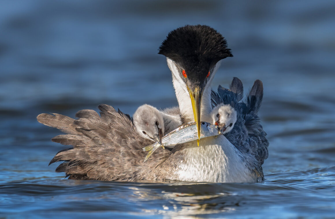 Web A 1W PeterShen WesternGrebe amateur high res