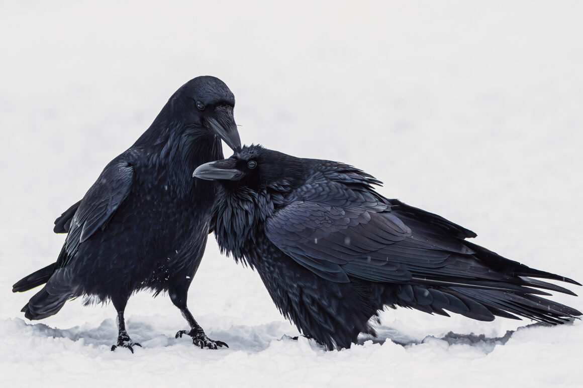 Audubon Photography Awards 2022 2 Web A 2HM AnkurKhurana commonraven amateur highres