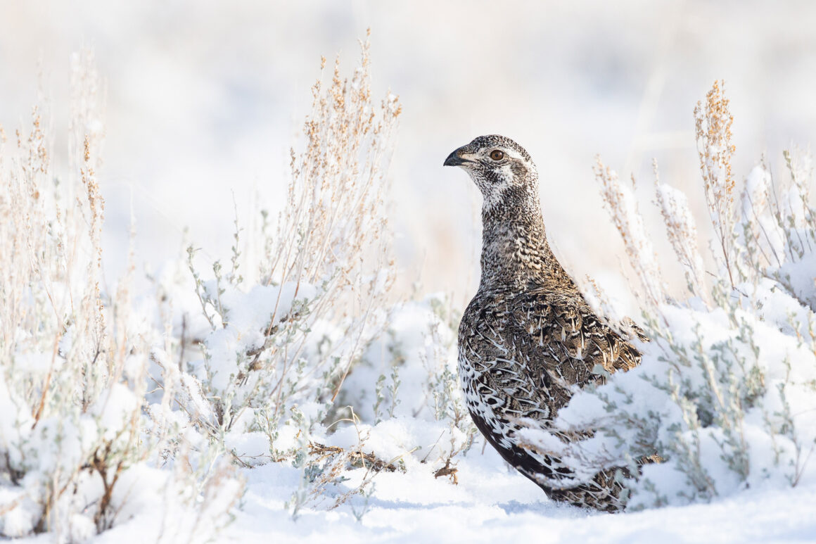 Web F W 2022 Audubon Photo Awards