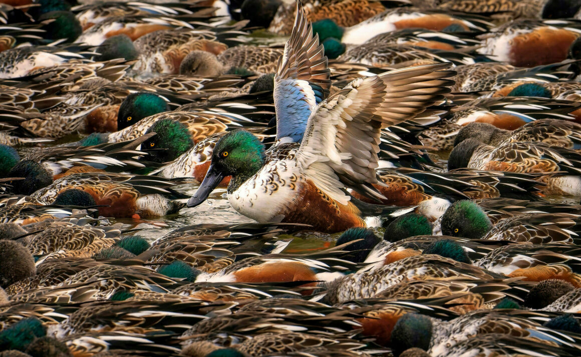 Web Fish 1W SteveJessmore NorthernShoveler Pro high res