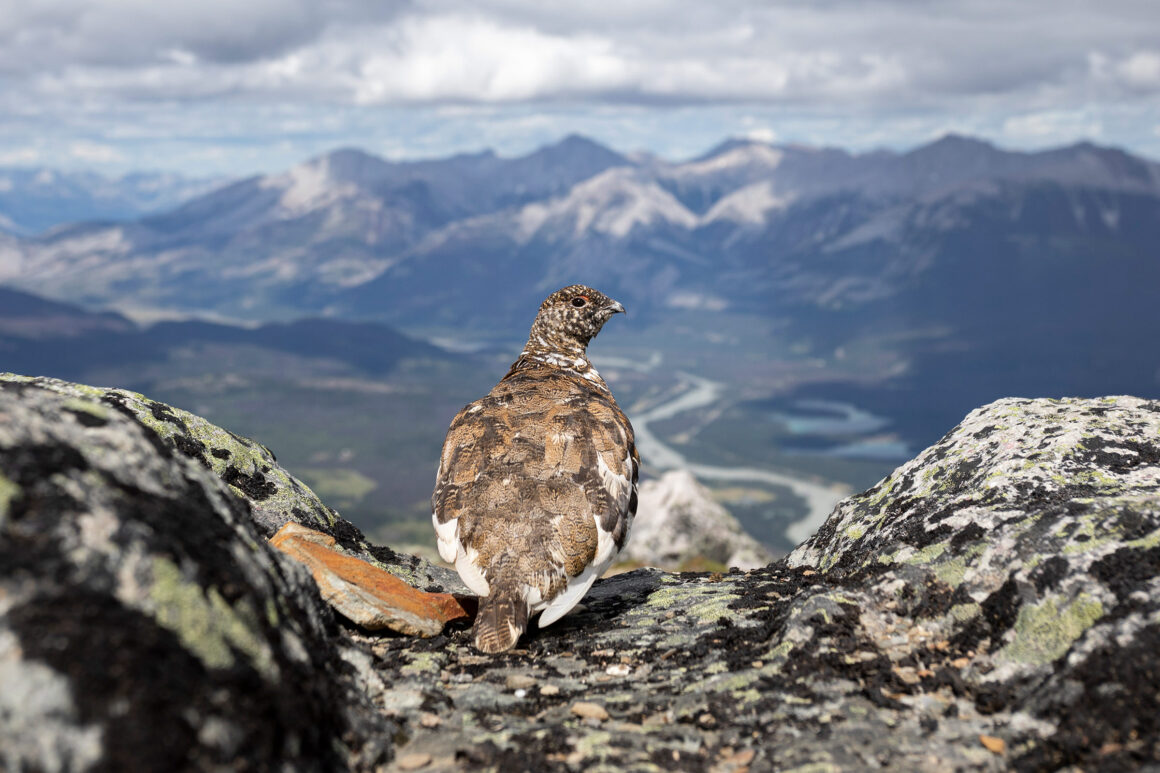 Web P 1W LironGertsman White tailedPtarmigan professional highres