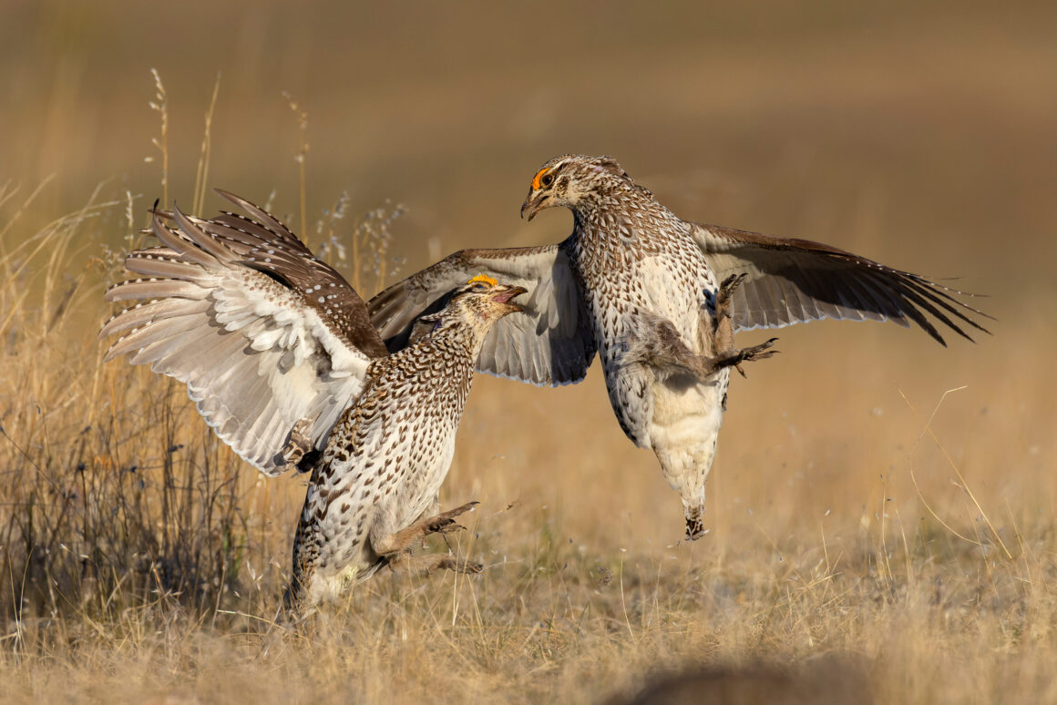 Web P 2HM LironGertsman Sharp tailedGrouse professional highres