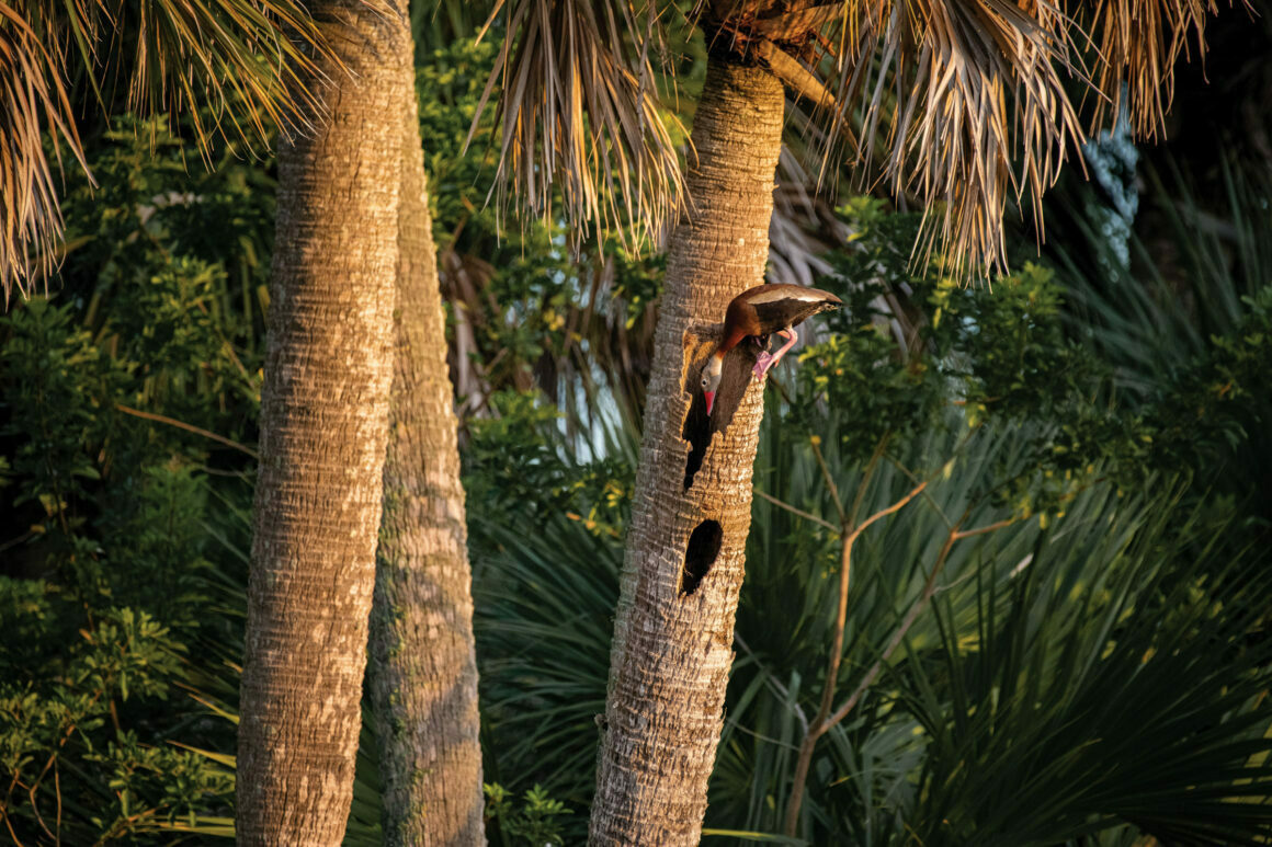 Web Y 1W JaydenPreussner whistlingduck youth high res