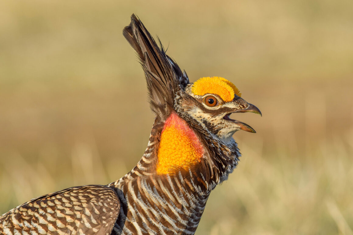 Audubon Photography Awards 2022 2 Web Y 2HM AmielHopkins PrairieChicken youth highres