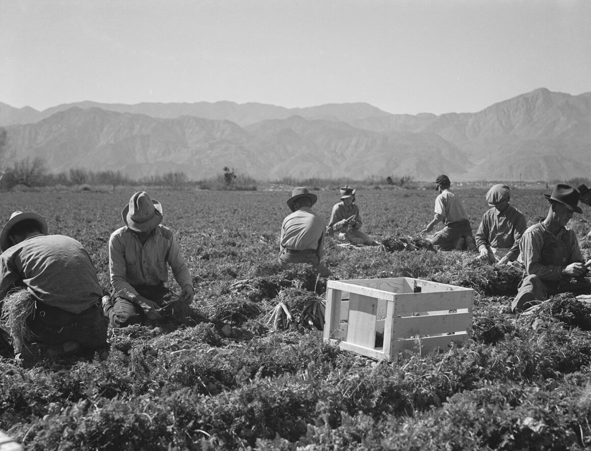 Dorothea Lange: Buhran Dönemi Kırsal Amerika Fotoğrafçısı 10 carrot pullers dorothea lange