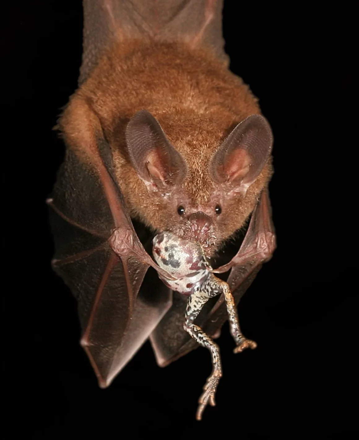 Böceklere Bulaşan Zombi Mantarı Fotoğrafı Ekoloji Yarışmasını Kazandı 3 Fig3 Bat 1252x1536 1