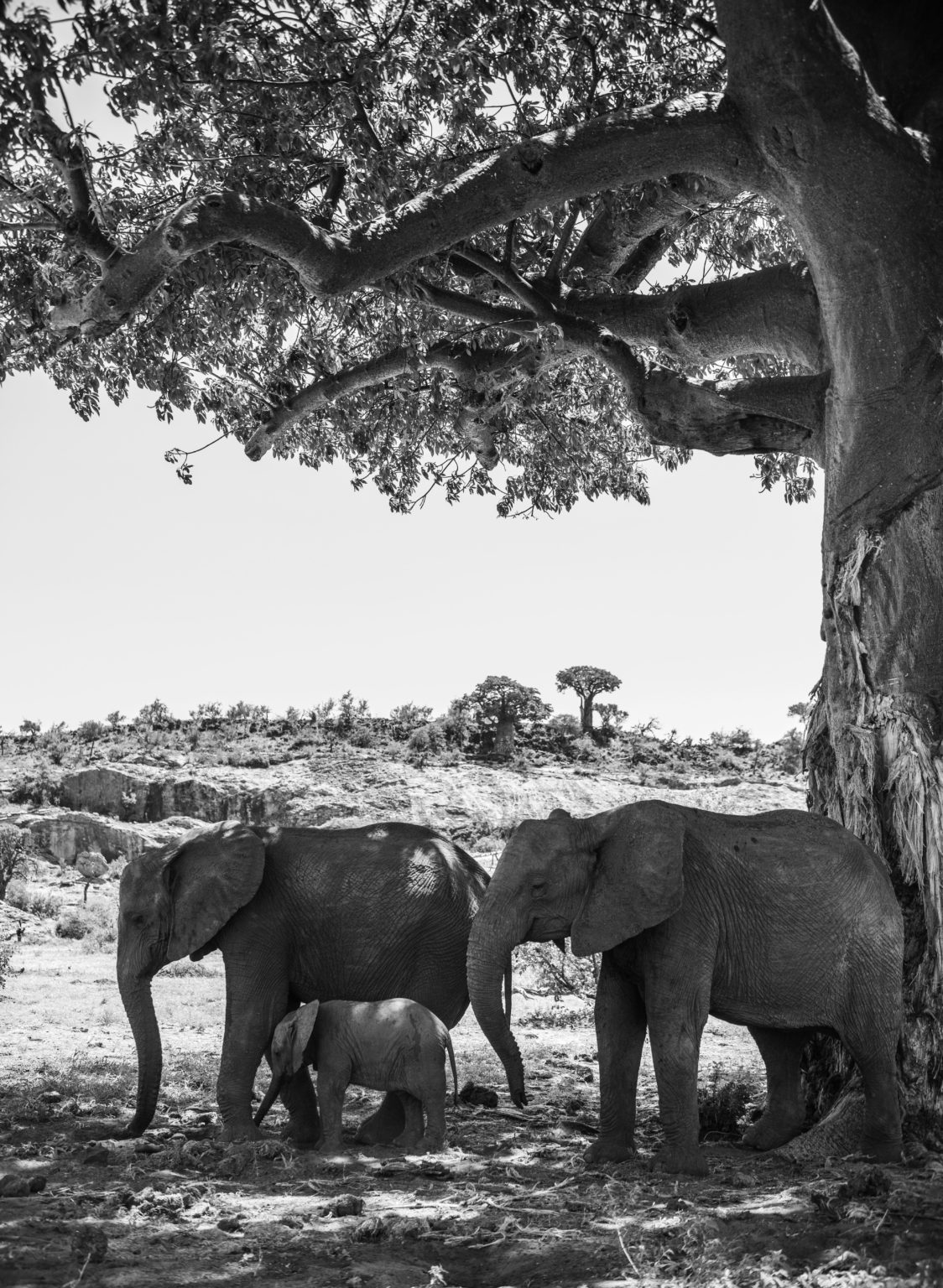 Böceklere Bulaşan Zombi Mantarı Fotoğrafı Ekoloji Yarışmasını Kazandı 4 Fig4 Baobab 1124x1536 1