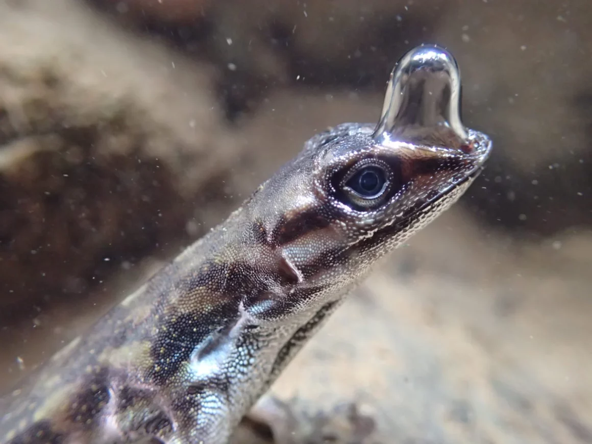 Böceklere Bulaşan Zombi Mantarı Fotoğrafı Ekoloji Yarışmasını Kazandı 7 Fig7 Lizard 1536x1152 1