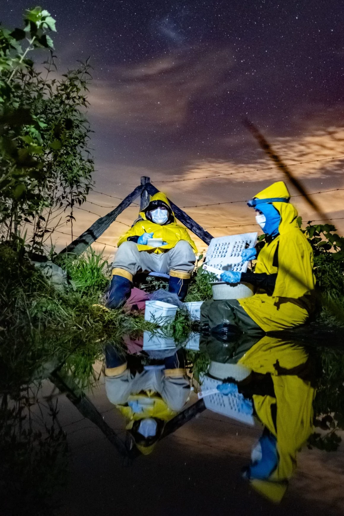 Böceklere Bulaşan Zombi Mantarı Fotoğrafı Ekoloji Yarışmasını Kazandı 8 Fig8 Pandemic 1365x2048 1