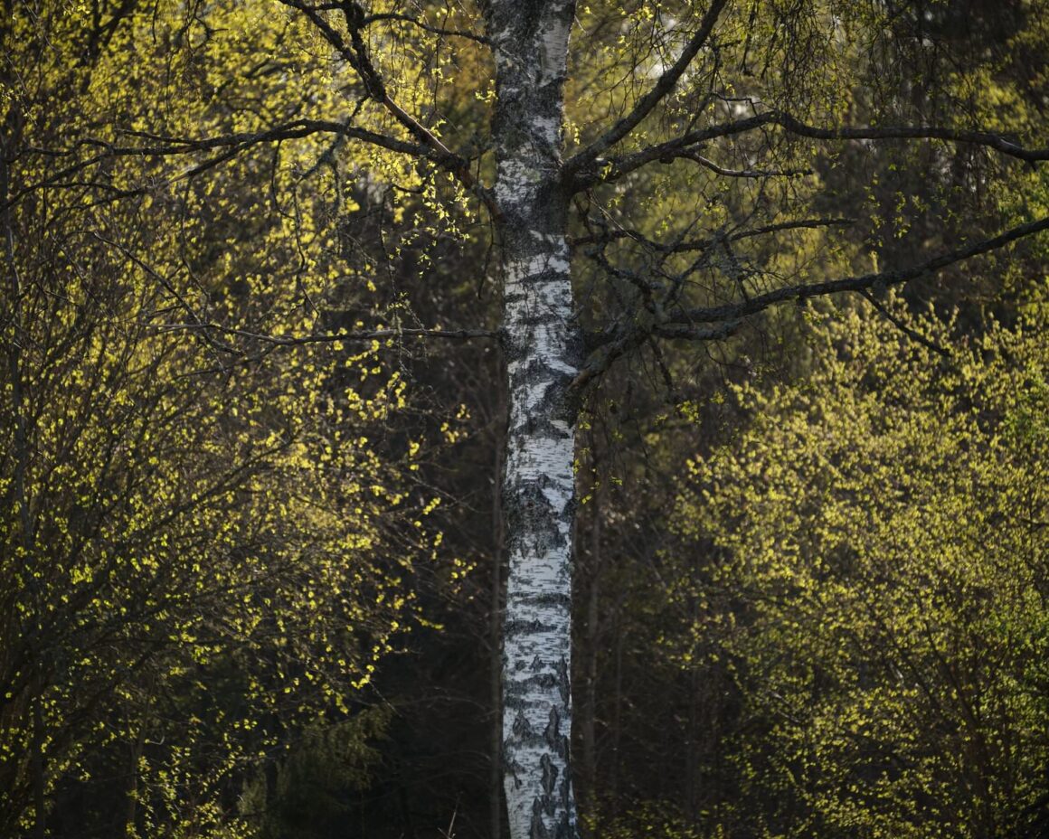 Manzara Fotografciliginda Cerceve Icinde Cerceve 005