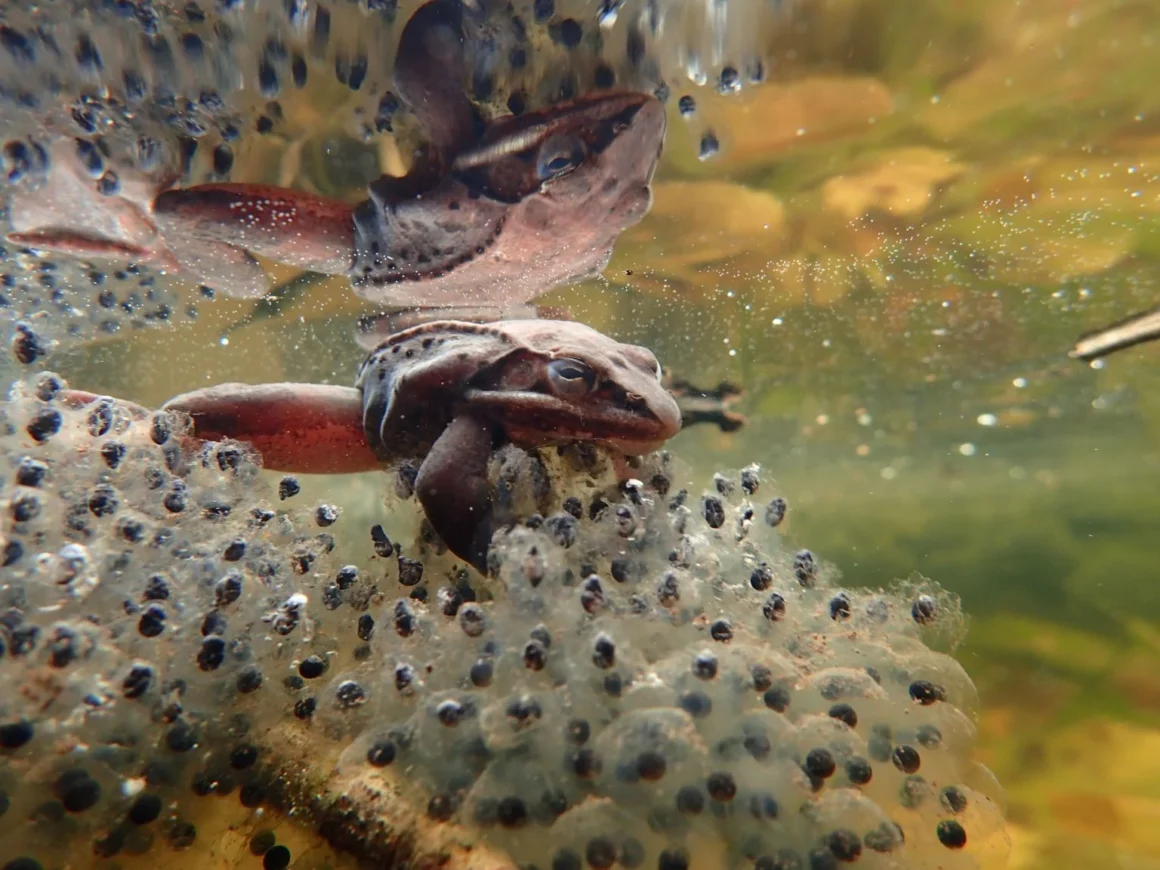 Böceklere Bulaşan Zombi Mantarı Fotoğrafı Ekoloji Yarışmasını Kazandı 5 Swierk P3080095 1536x1152 1