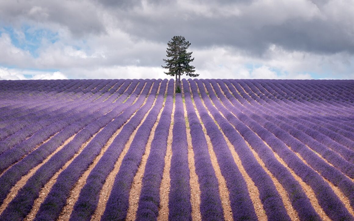 04 Lavender Tree