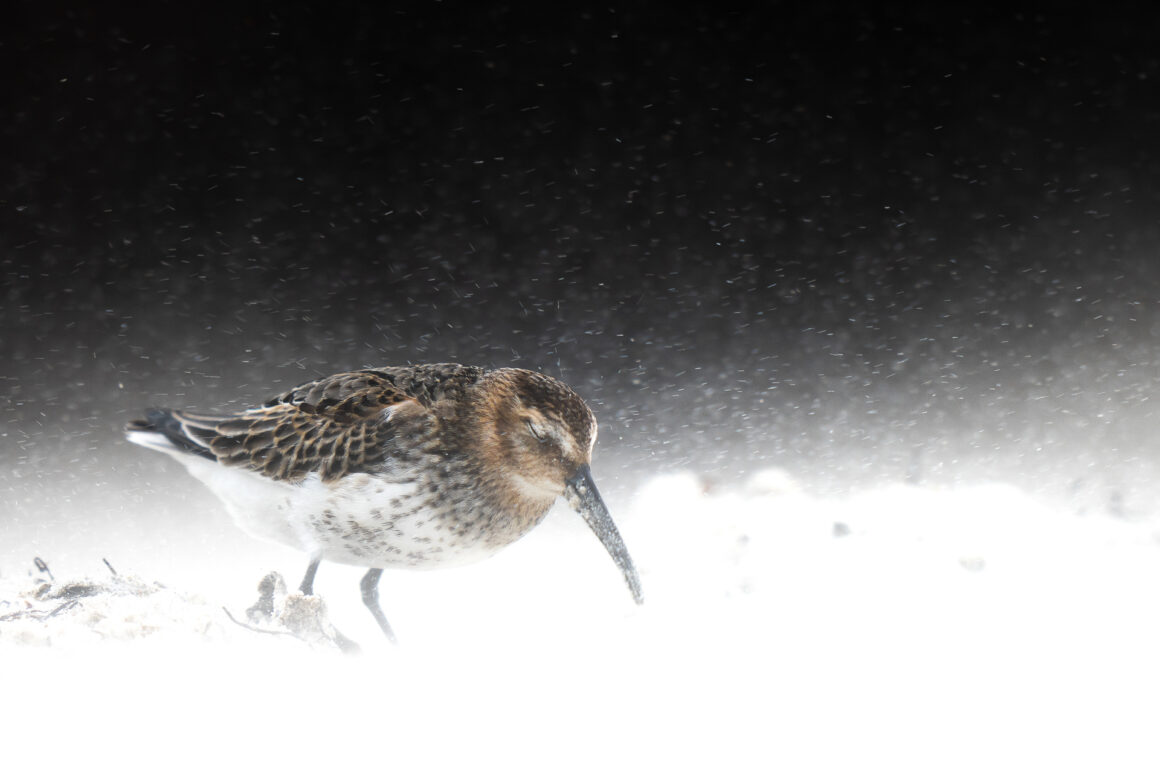 The Bird Photographer of the Year 2022 2 The Bird Photographer of the Year 2022