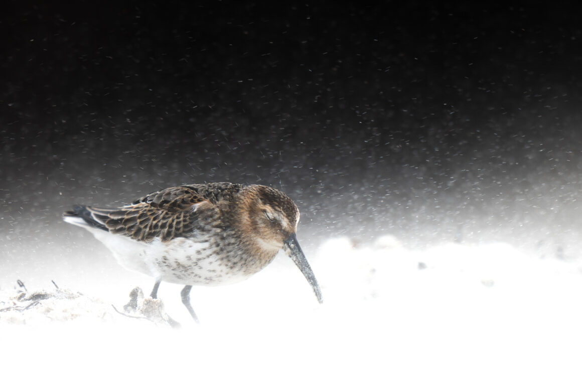 The Bird Photographer of the Year 2022