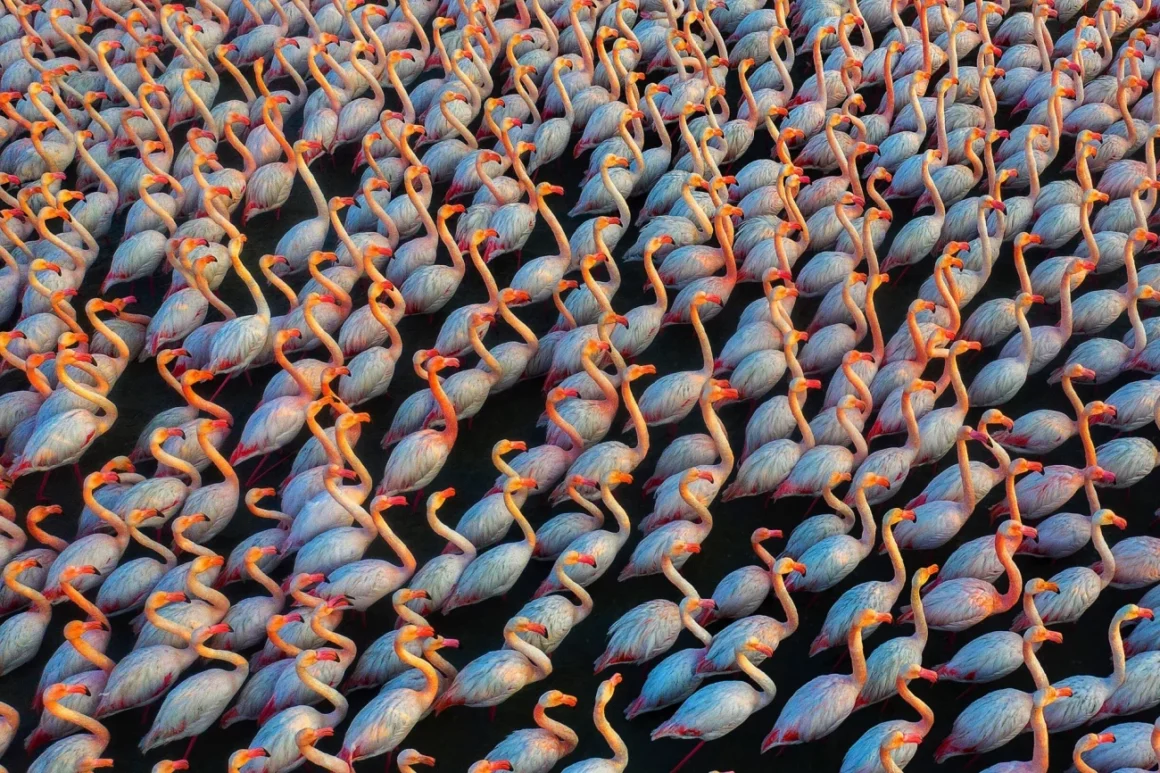 2022 Siena Drone Fotoğraf Ödüllerinin Kazananları 1 221960