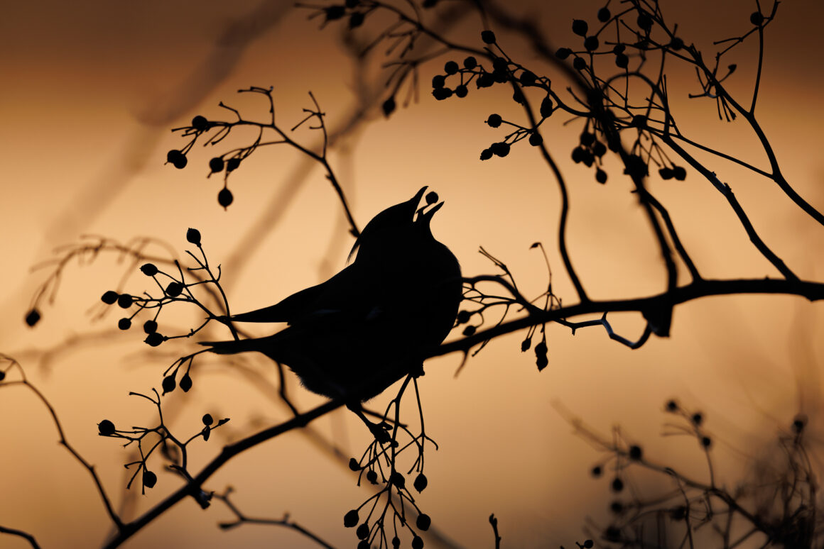 The Bird Photographer of the Year 2022 13 BRONZE Bird Behaviour