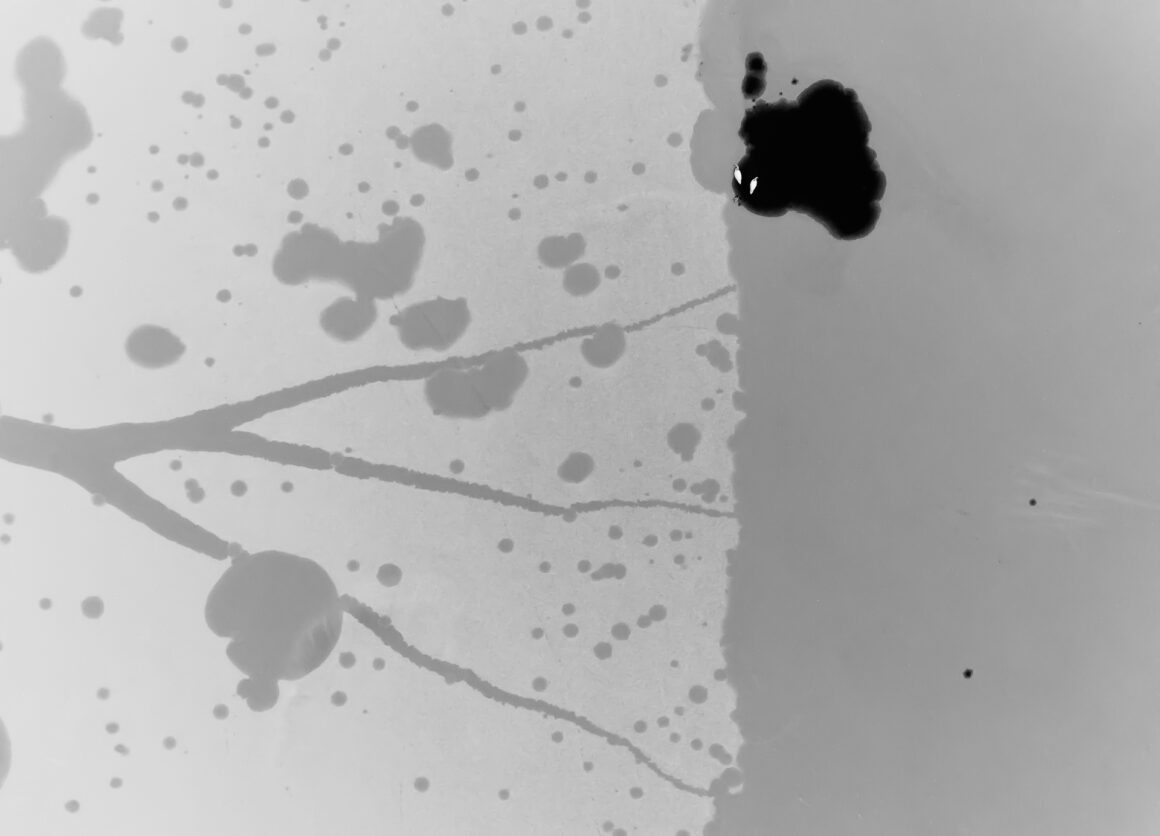 The Bird Photographer of the Year 2022 19 BRONZE Black and White