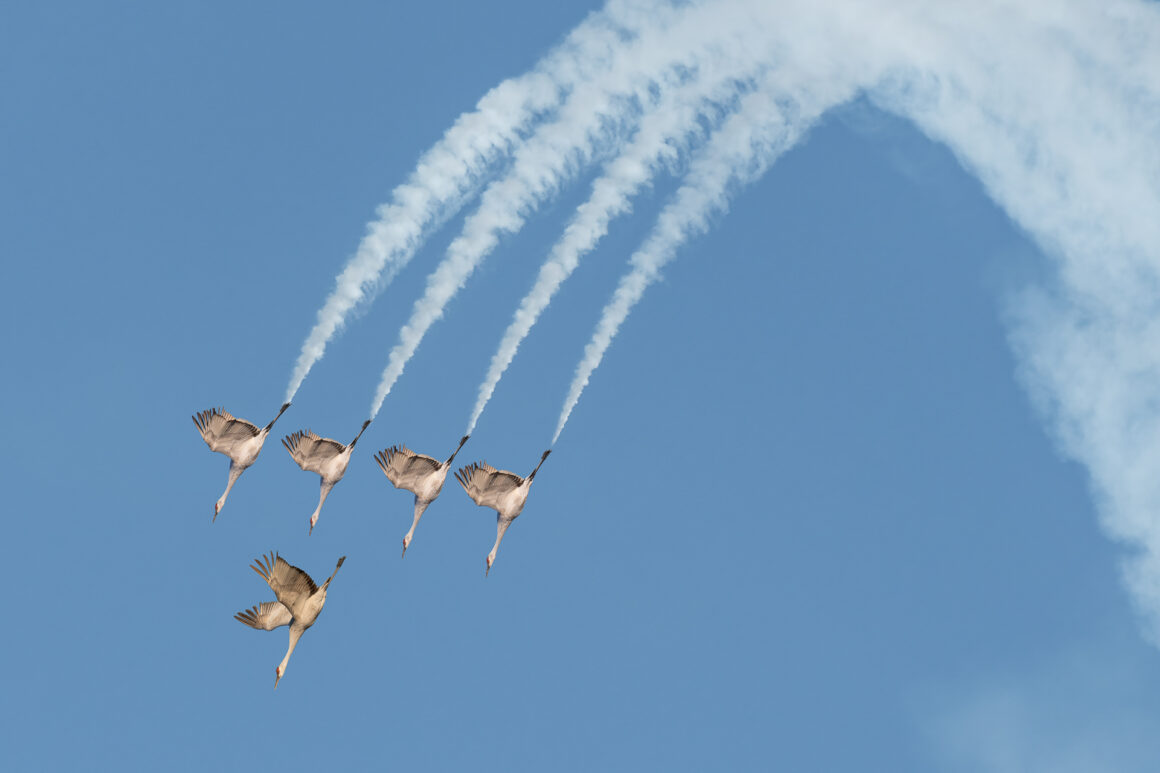 The Bird Photographer of the Year 2022 25 BRONZE Creative Imagery