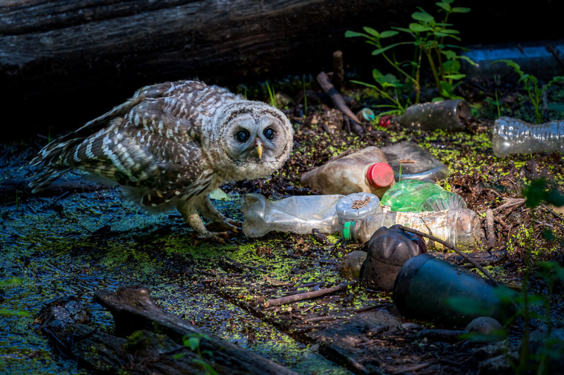 The Bird Photographer of the Year 2022 22 BRONZE Urban Birds