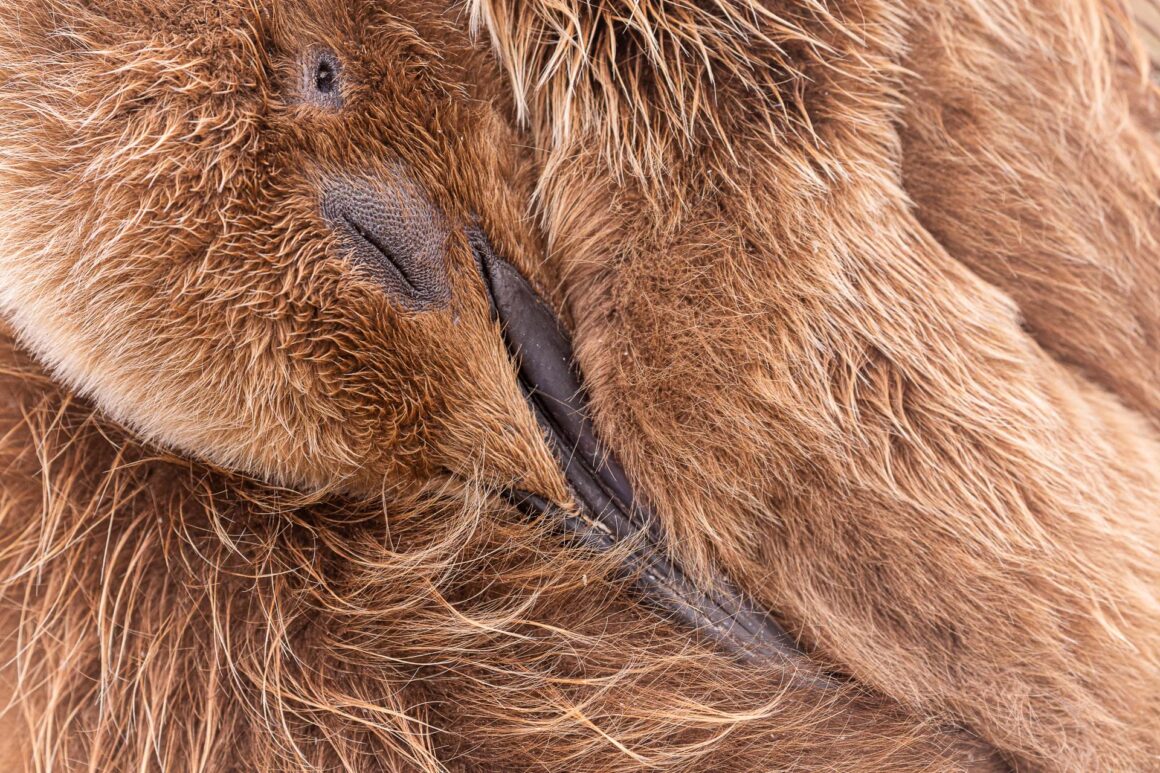 The Bird Photographer of the Year 2022 8 GOLD Attention to Detail