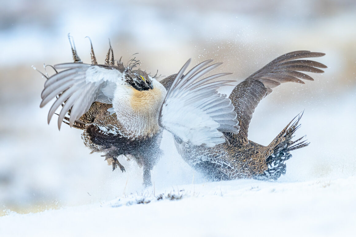 The Bird Photographer of the Year 2022 11 GOLD Bird Behaviour