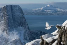 The Bird Photographer of the Year 2022 12 GOLD Birds in the Environment