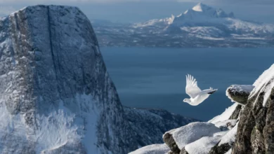 GOLD Birds in the Environment