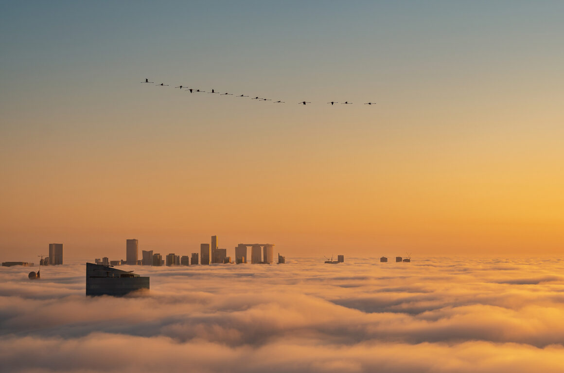The Bird Photographer of the Year 2022 20 GOLD Urban Birds
