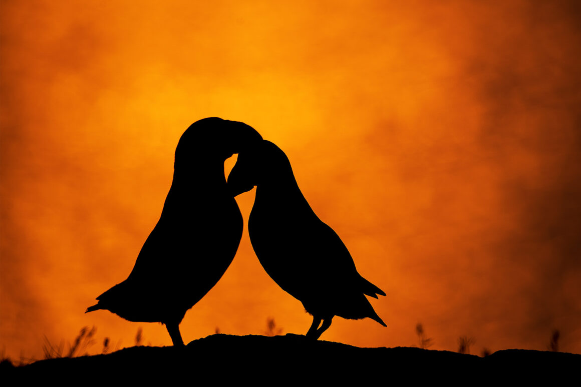 The Bird Photographer of the Year 2022 4 SILVER Best Portrait