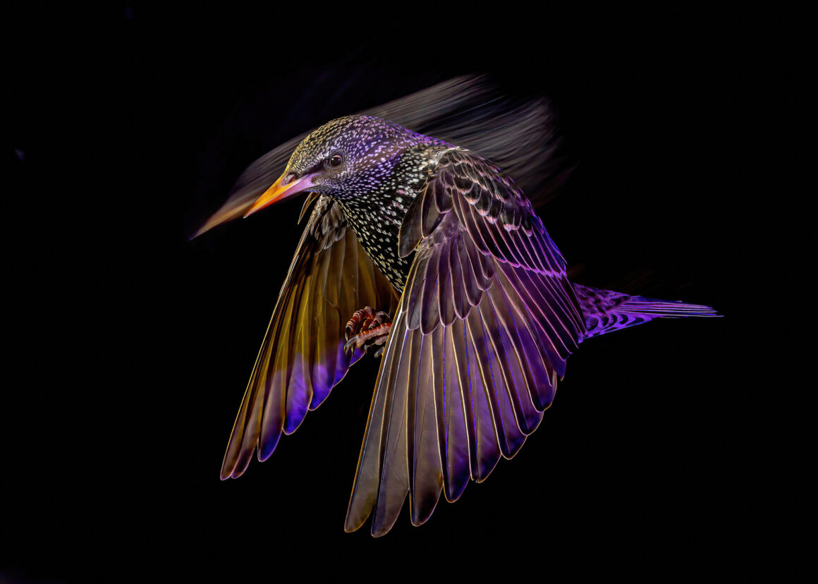 The Bird Photographer of the Year 2022 15 SILVER Birds in Flight