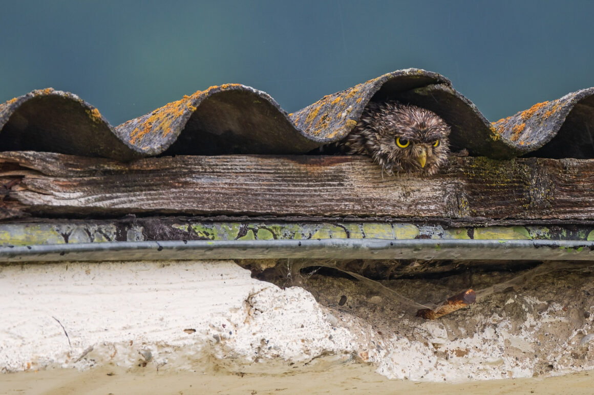 The Bird Photographer of the Year 2022 21 SILVER Urban Birds