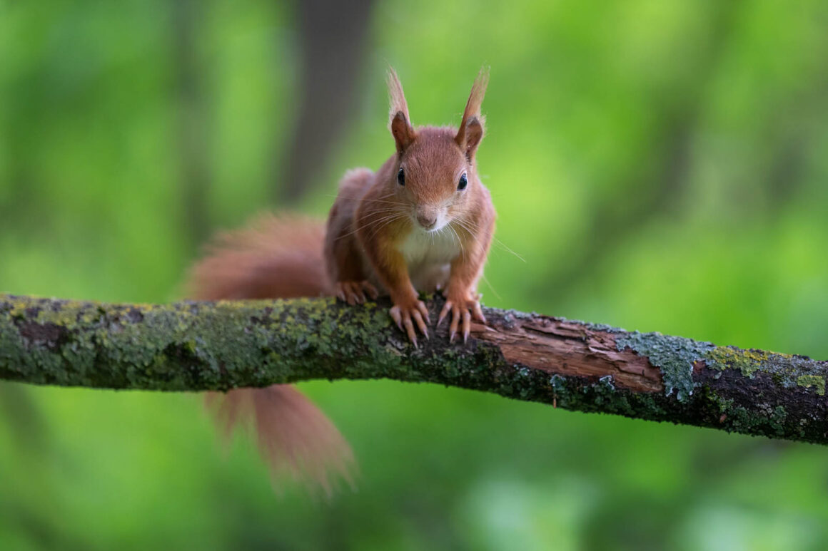 Fotoğrafta Tamamlayıcı Renkler 11 complementary colors tree squirrel