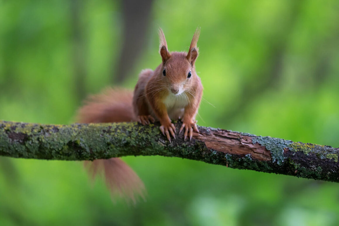 complementary colors tree squirrel