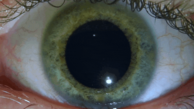 human eye pupil adjusting size