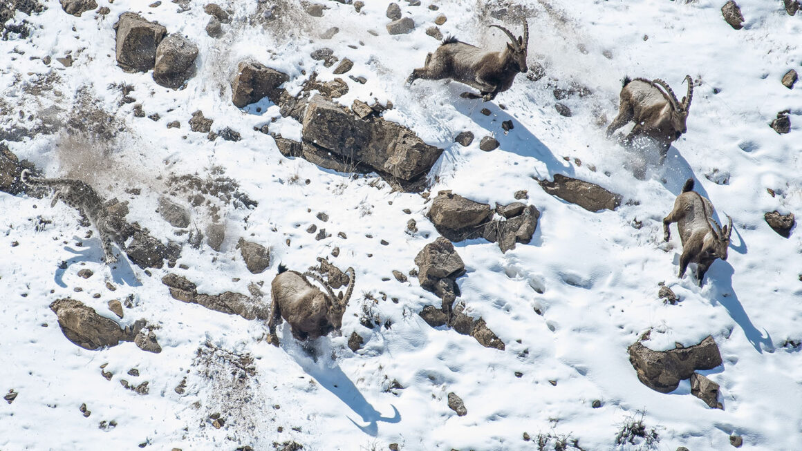 © Anand Nambiar Wildlife Photographer of the Year