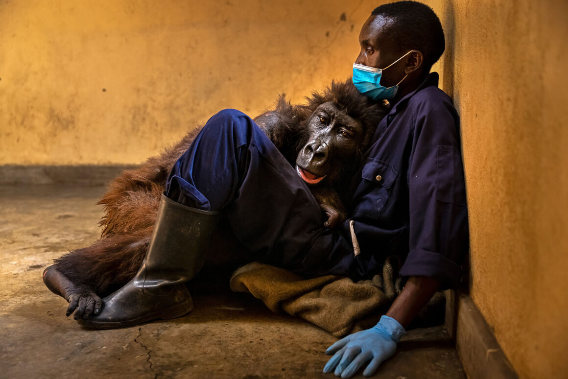 © Brent Stirton Wildlife Photographer of the Year