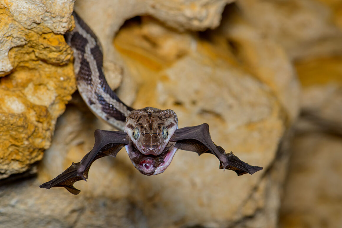 © Fernando Constantino Martínez Belmar Wildlife Photographer of the Year