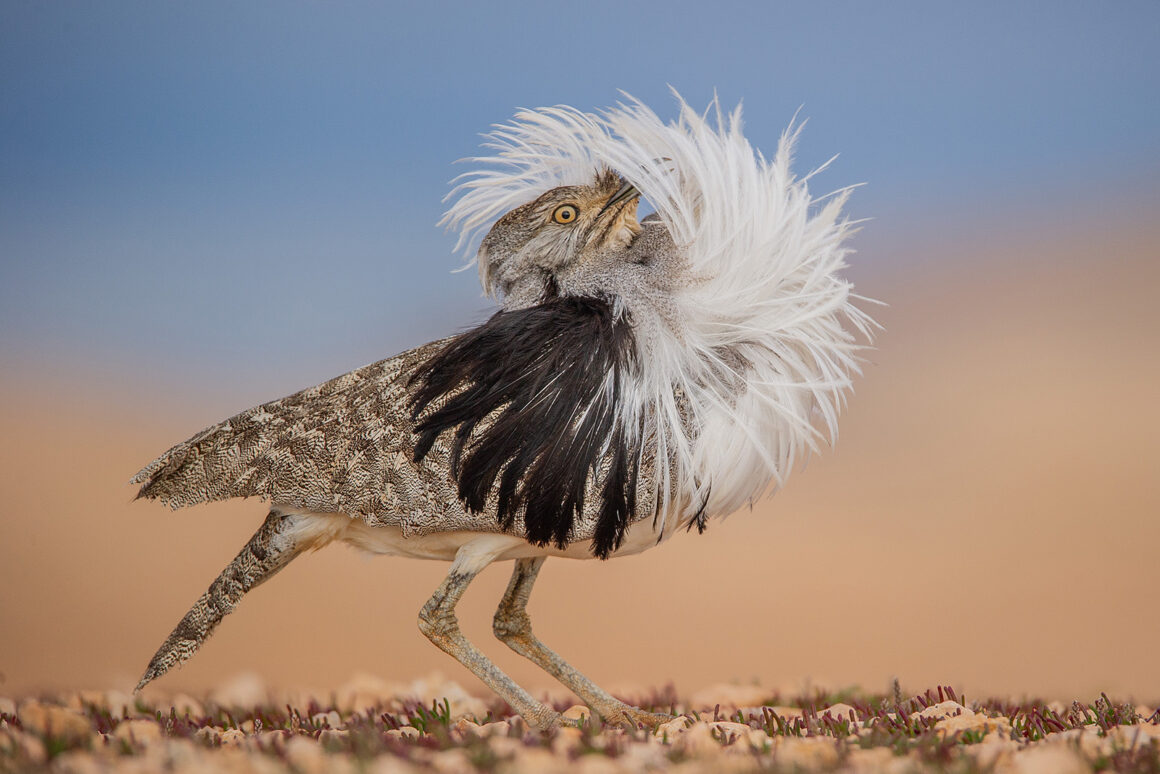 © José Juan Hernández Martinez Wildlife Photographer of the Year