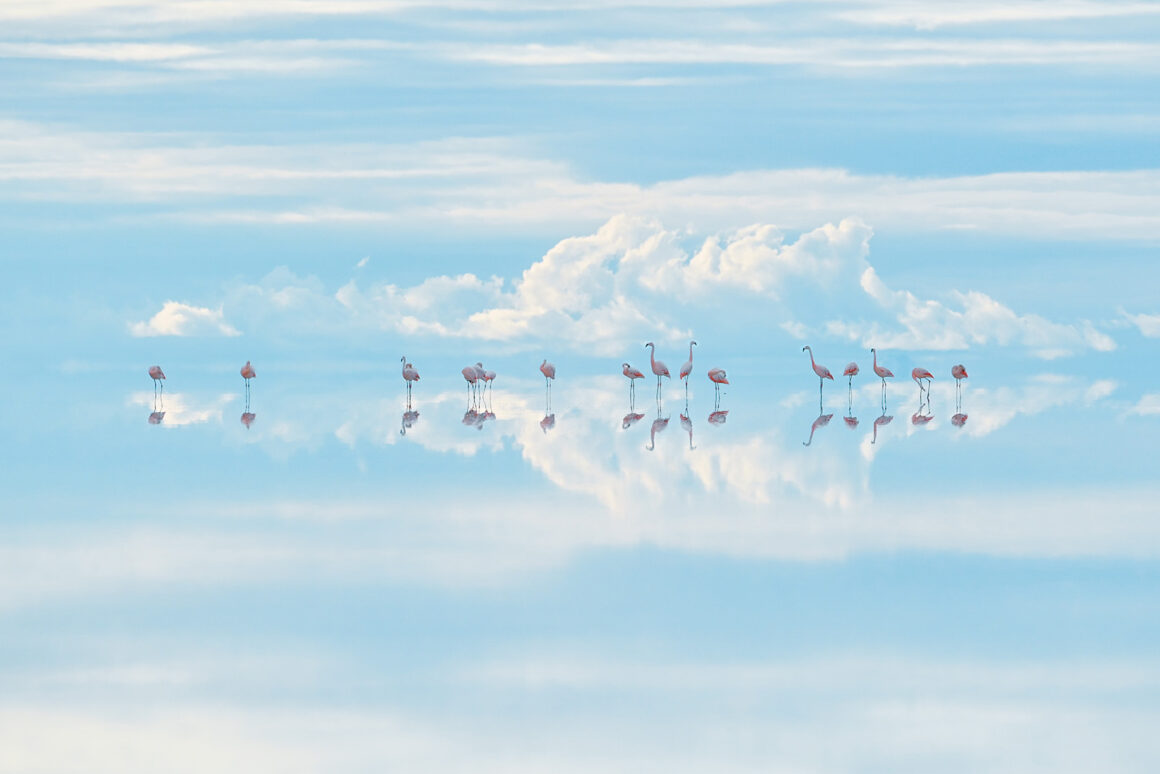 © Junji Takasago Wildlife Photographer of the Year