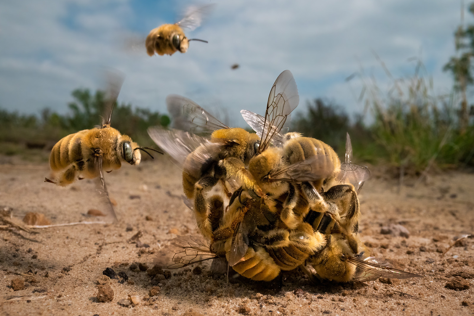 © Karine Aigner Wildlife Photographer of the Year